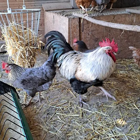 Abendrot * Briedeler Heck