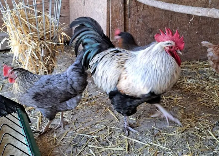 Abendrot * Briedeler Heck