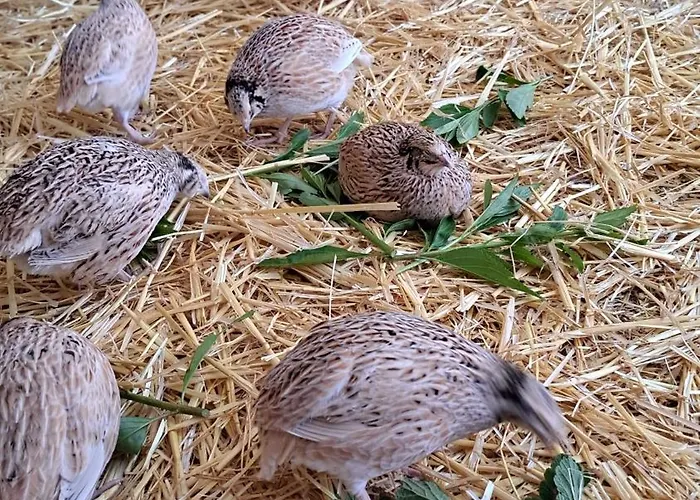 Chalé Abendrot Briedeler Heck